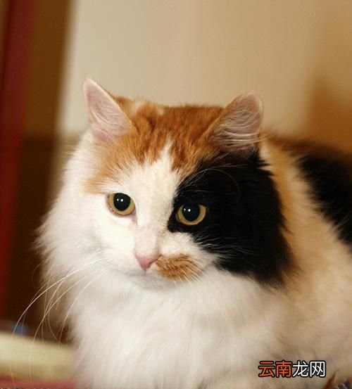 为什么花纹为三色的猫大多数都是母猫？