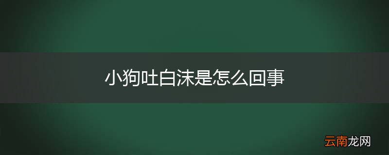 小狗吐白沫是怎么回事
