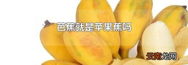 芭蕉就是苹果蕉吗