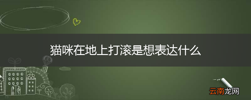 猫咪在地上打滚是想表达什么