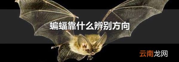 蝙蝠靠什么辨别方向
