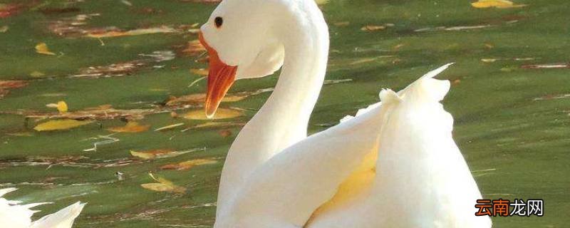 鹅是怎么叫的