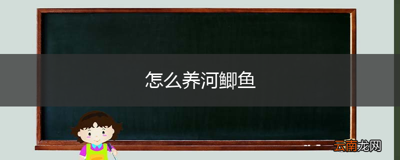 怎么养河鲫鱼
