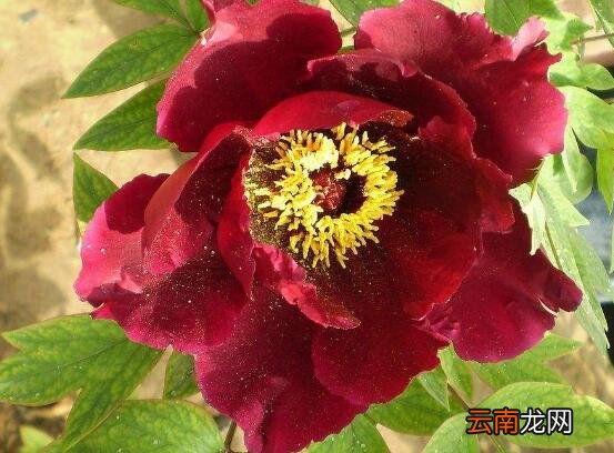 牡丹花叶发黄枯死原因及解决措施 牡丹叶子发黄怎么回事