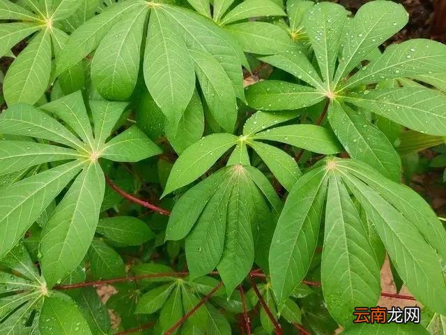 木薯属于大戟科木薯粉植物 木薯是什么植物图片