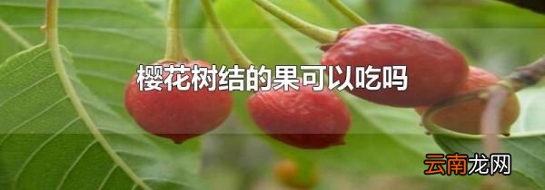 樱花树结的果可以吃吗