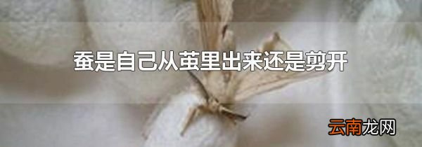蚕是自己从茧里出来还是剪开