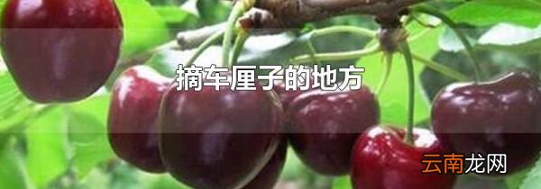 摘车厘子的地方