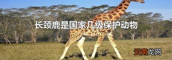 长颈鹿是国家几级保护动物