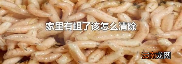 家里有蛆了该怎么清除