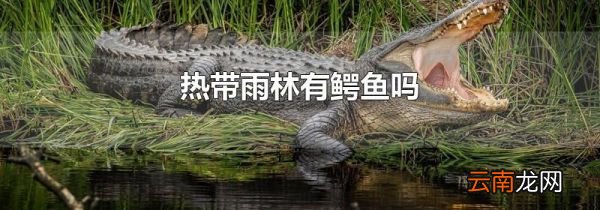 热带雨林有鳄鱼吗