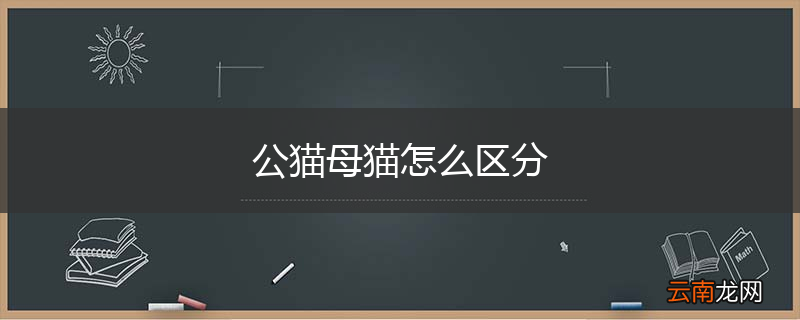 公猫母猫怎么区分