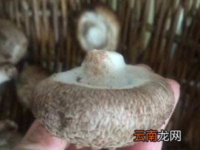 香菇怎么晒干