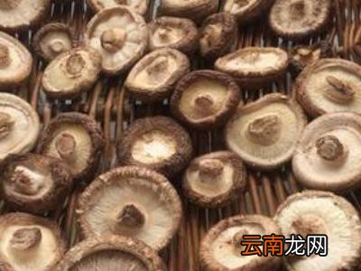香菇怎么晒干