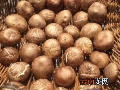 香菇怎么晒干