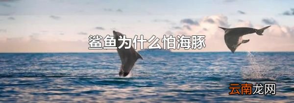 鲨鱼为什么怕海豚