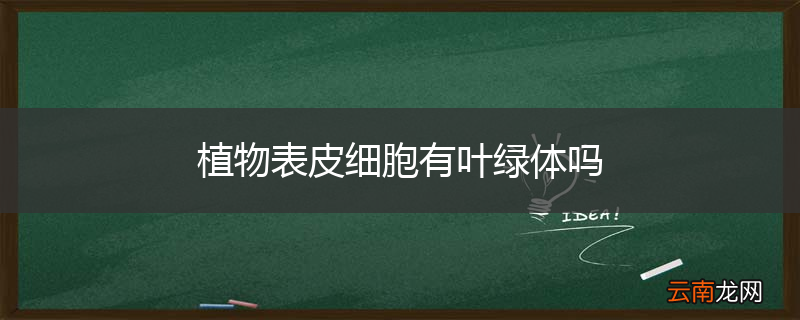 植物表皮细胞有叶绿体吗
