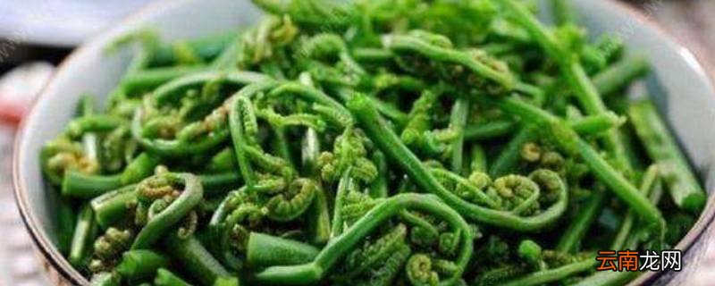 蕨菜有点苦能吃吗