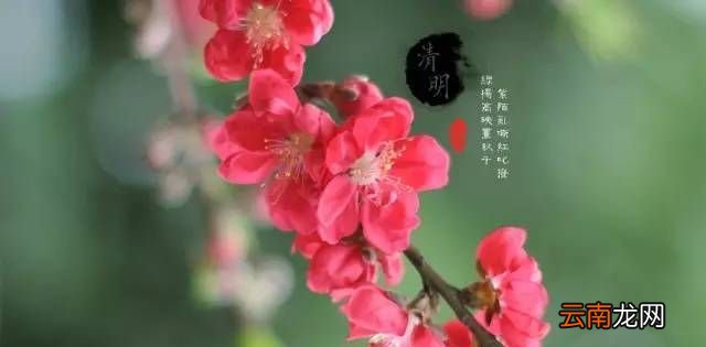 为什么说清明节是古代的植树节？