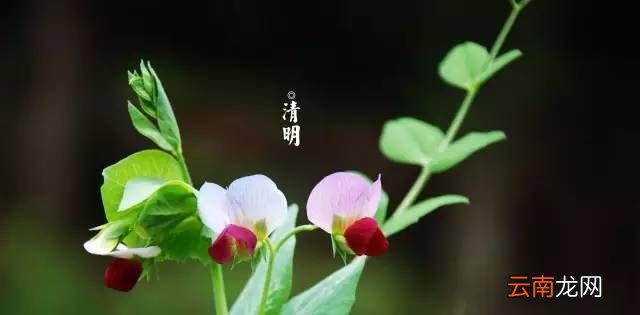 为什么说清明节是古代的植树节？
