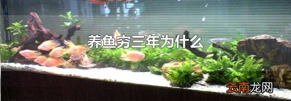 养鱼穷三年为什么