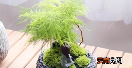 为什么家里不能养文竹？
