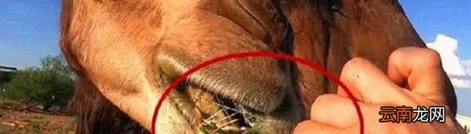 骆驼的嘴为什么不怕刺？