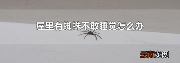 屋里有蜘蛛不敢睡觉怎么办