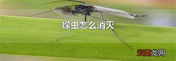 蠓虫怎么消灭