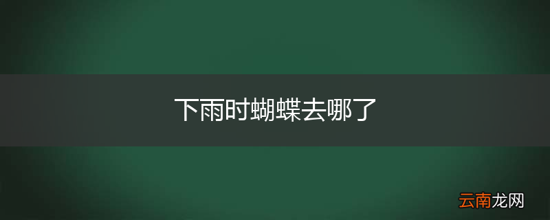 下雨时蝴蝶去哪了