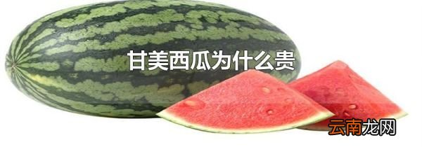 甘美西瓜为什么贵
