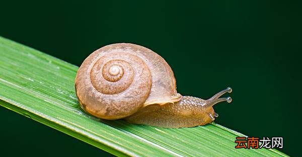 蜗牛是怎样爬行的？