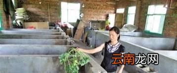 如何预防非洲猪瘟