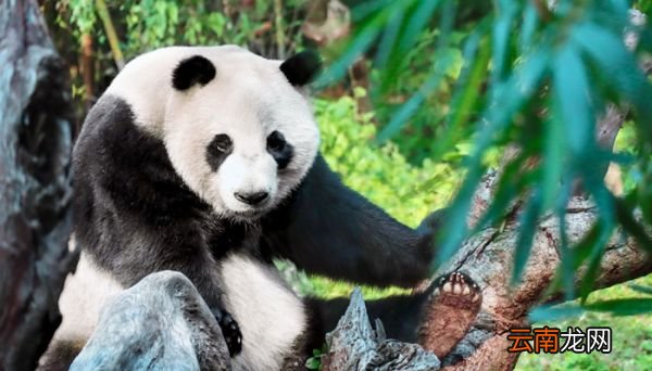大熊猫的性格特点 大熊猫为什么被视为中国的国宝