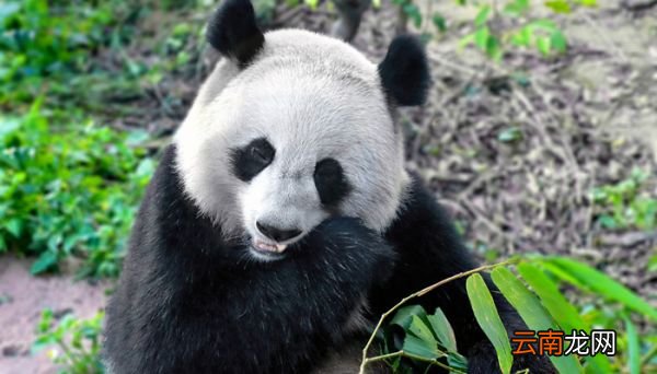 大熊猫的性格特点 大熊猫为什么被视为中国的国宝