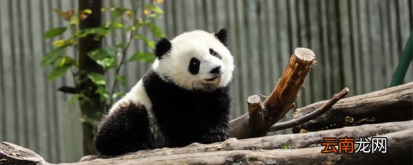 大熊猫的性格特点 大熊猫为什么被视为中国的国宝