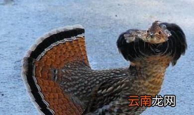松鸡为什么会耳聋？