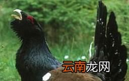 松鸡为什么会耳聋？