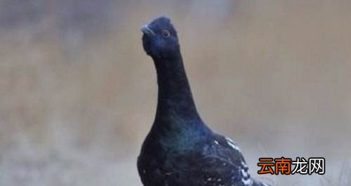 松鸡为什么会耳聋？