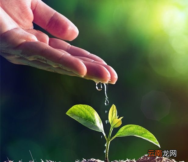 植树节的意义是什么?