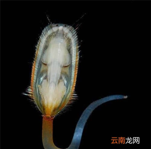 海豆芽为什么长寿？