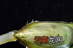 海豆芽为什么长寿？
