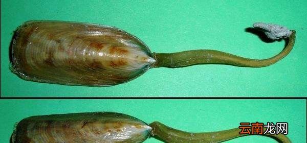 海豆芽为什么长寿？