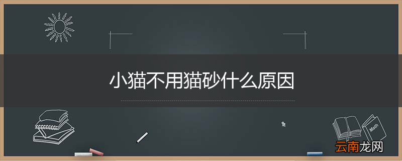 小猫不用猫砂什么原因