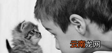 踢猫效应是什么意思？