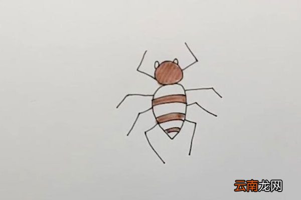 蜘蛛的简笔画