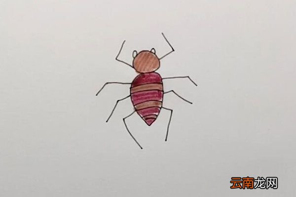蜘蛛的简笔画