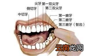 图解 牙齿的结构