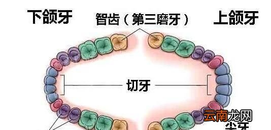 图解 牙齿的结构