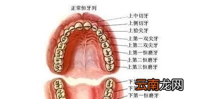 图解 牙齿的结构